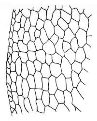 Fissidens hylogenes, laminal cells, margin of dorsal lamina. Drawn from J.E. Beever 86-83, AK 291817.
 Image: R.C. Wagstaff © Landcare Research 2014 